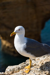 Seagull on the Algarve coast. Praia da Marinha beach. Yellow-legged gull (Larus michahellis).