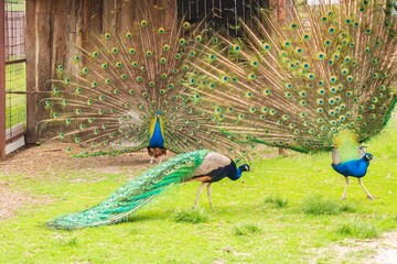 Obraz premium Beautiful Indian peacock on the lawn 