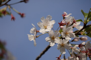 三渓園の桜