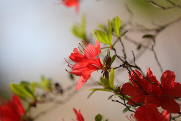 三渓園のつつじ