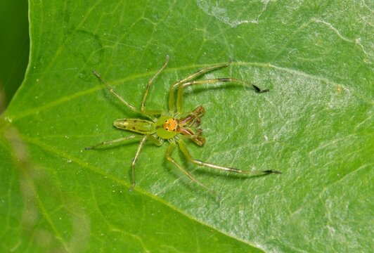 Magnolia Green Jumper spider (Lyssomanes viridis) arachnid leaf nature Springtime pest control.