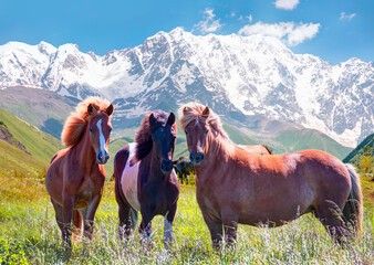 Horse grazing is green pasture against highest georgian mountain Shkhara near Ushguli in upper...