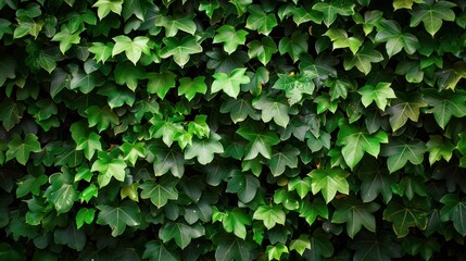 A close-up view of a lush green tree wall, showcasing its textured pattern.

