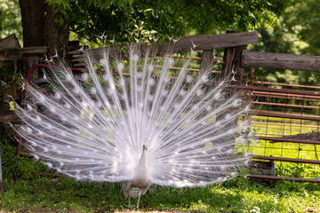white peacock in the garden