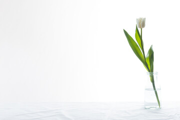 Banner of spring white colored tulip in the bottle isolated on white background. National flower of...