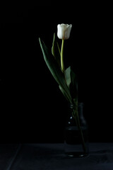 Studio shot of spring white colored tulip in the bottle isolated on black background. National...