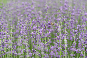 Naklejka premium Blooming Lavender
