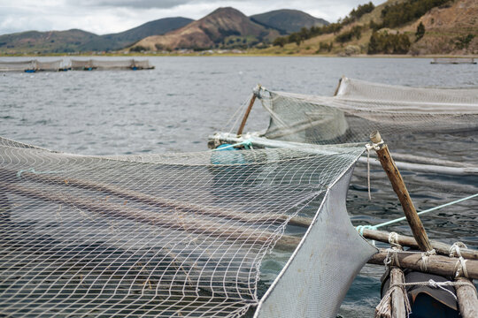 fish farm 
