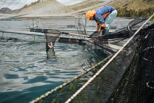 worker in a fish farm