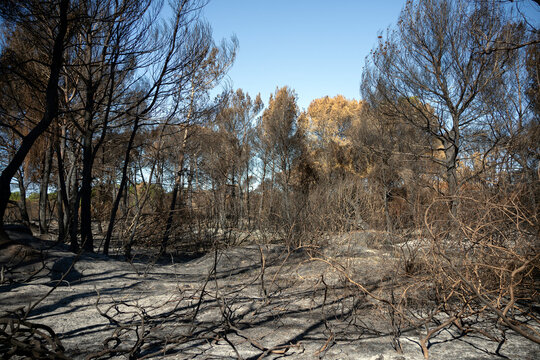 Burned forest