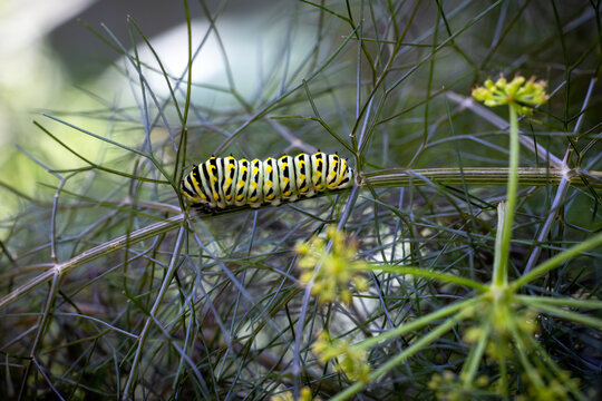 Macro Closeup of a Black Swallowtail Caterpillar