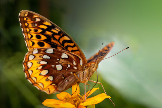 Great Spangled Fritillary Butterfly