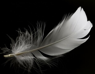 Obraz premium White color soft feathers background