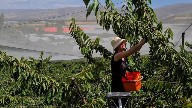 Selective harvesting in Cromwell, New Zealand, focusing on cherries