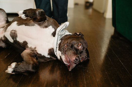 Chilling dog
