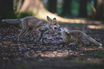 Fox cubs play in the forest.