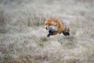 A fox runs by the forest and hunts.