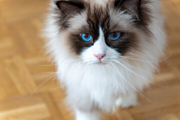 Close-up face of young adult fluffy white purebred Ragdoll cat with blue eyes, standing on the floor looking at the camera