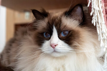 Close-up face of young adult fluffy white purebred Ragdoll cat with blue eyes, laying under the chair and gazing somewhere.