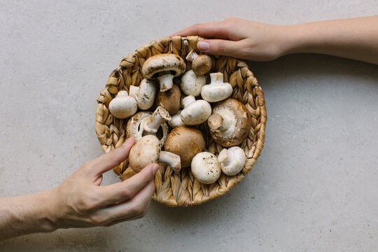 Handpicked Mushroom Selection