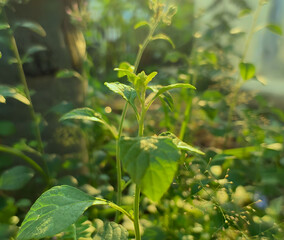 green leaves in the garden