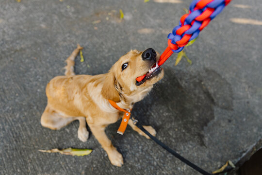 Funny dog biting toy on asphalt path