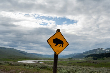 Cautoin Wild Buffalo