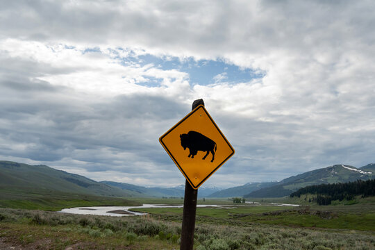 Cautoin Wild Buffalo