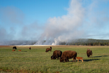 Her of bison in Yellowstone