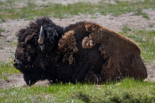 Bison Taking A Nap