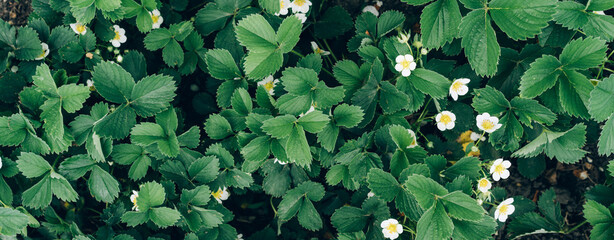 Blooming strawberry bushes close -up.