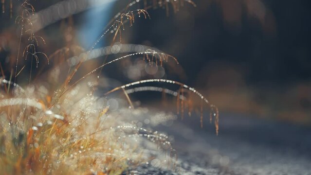 A close-up shot of the dry grass on the side of the forest road. Parallax shot.