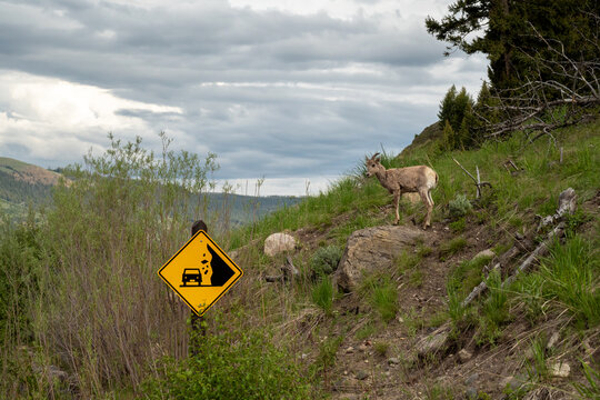 Bighorn Sheep on a cliff