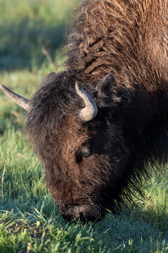Bison In Yellowstone National Park