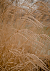 Golden Dried Long Grasses in Winter