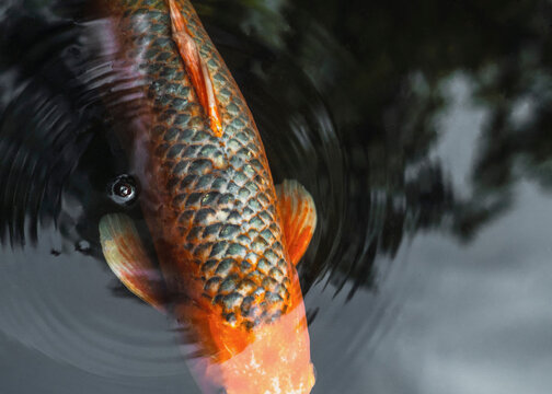 Japanese Koi carp fish