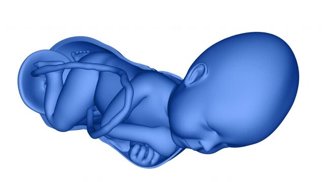 Labor and Vaginal birth Anatomy Animation Concept
