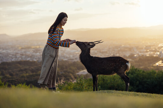 Woman Feeding Deer on Hill at Dusk
