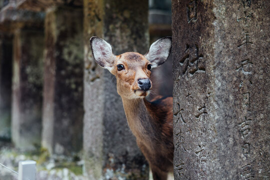 Curious Deer Peeking between Stone Pillars