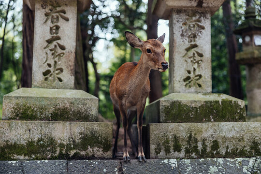 Deer Among Ancient Stone Lanterns