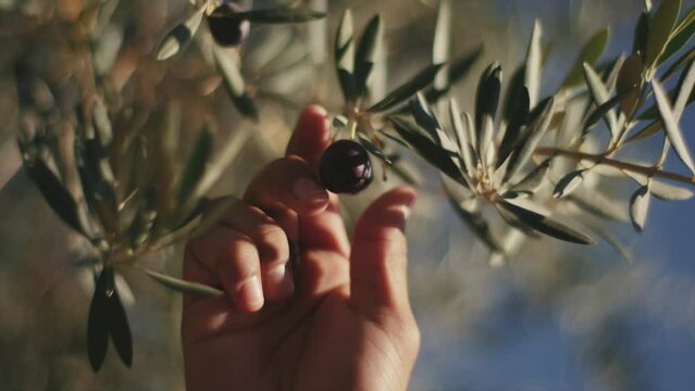 Selective zoom shot of two black olives being picked from the tree.