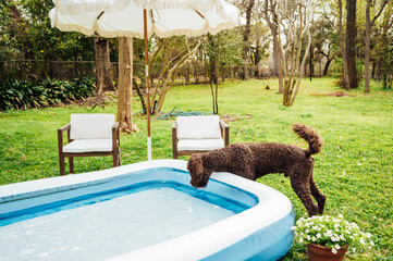 Dogs love the pool too