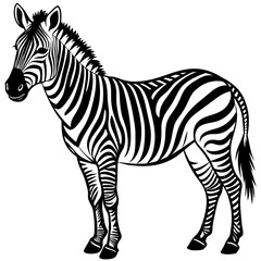 zebra-white-background