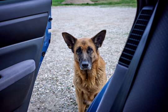 German shepherd waiting by open car door