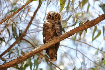 Búho Tucúquere posado en rama, ojos mirando.