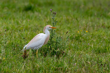 Héron garde boeufs,.Bubulcus ibis, Western Cattle Egret