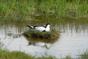 Avocette élégante, nid, Recurvirostra avosetta, Pied Avocet