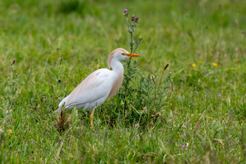 Héron garde boeufs,.Bubulcus ibis, Western Cattle Egret
