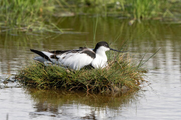 Avocette élégante, nid, Recurvirostra avosetta, Pied Avocet