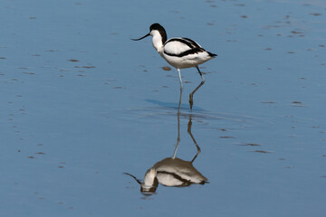 Avocette élégante, Recurvirostra avosetta, Pied Avocet